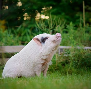 Photographier vos meilleurs amis