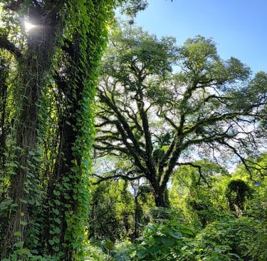 imagen de las yungas de San Lorenzo 