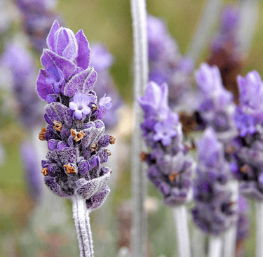 lavender-deodorizer-after-pet-waste-removal