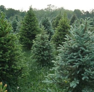 Scientists Discover Hidden Gold Inside Spruce Tree Needles in Finland