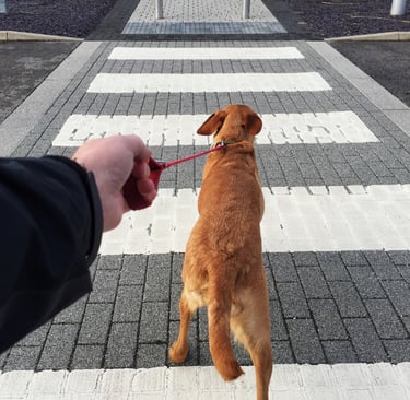 Hund zieht an der Leine – gestresster Hundehalter beim Spaziergang mit stark ziehendem Hund
