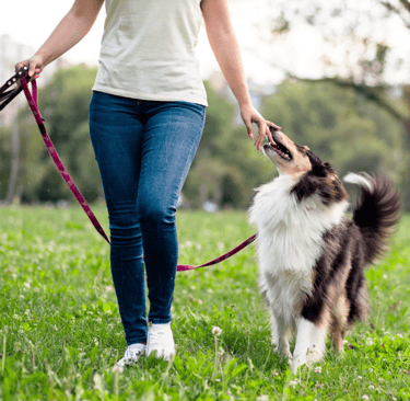 Hund zieht trotz Training