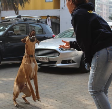 Adiestramiento canino ñuñoa