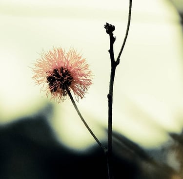 Foto Ana Lúcia Franco