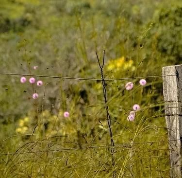 Foto Ana Lúcia Franco