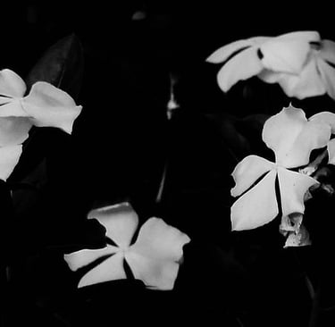 Foto Ana Lúcia Franco