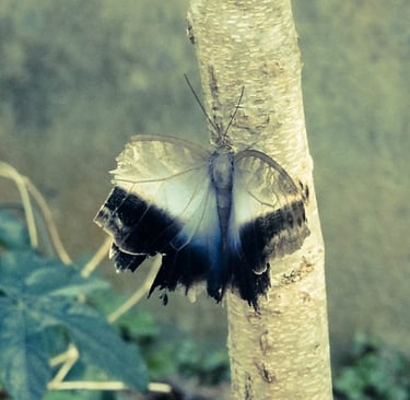 Foto Ana Lúcia Franco