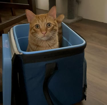 tigger the taby in a lunch box