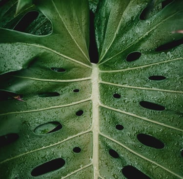 Mature fenestrated Monstera leaf with holes and splits