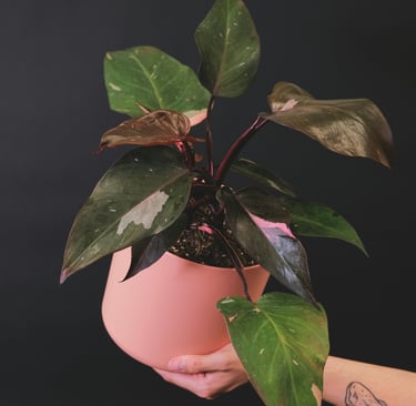 Philodendron Pink Princess