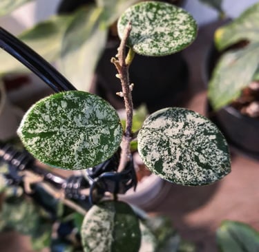 Hoya Mathilde Splash