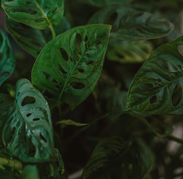 Monstera adansonii