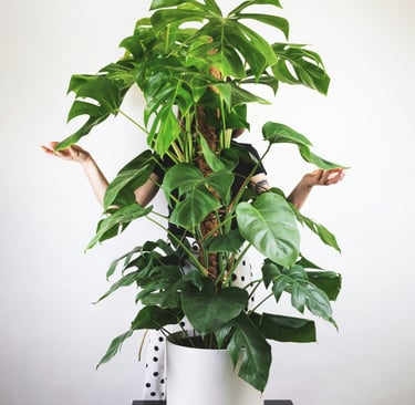 Monstera deliciosa on a moss pole with semi-mature fenestrated leaves