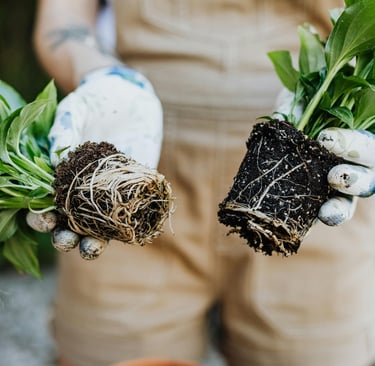 Plants removed from their plant pots to show the difference in root systems