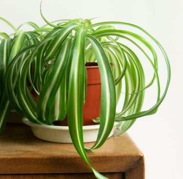 Spider Plant Bonnie