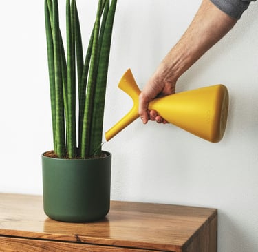 Watering Sanseveria plant with a watering can