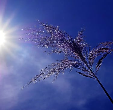Rayon de soleil intense dans un ciel bleu profond avec une herbe haute en contre-jour