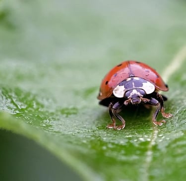 Coccinelle sur une feuille verte, un insecte utile au jardin pour lutter contre les pucerons