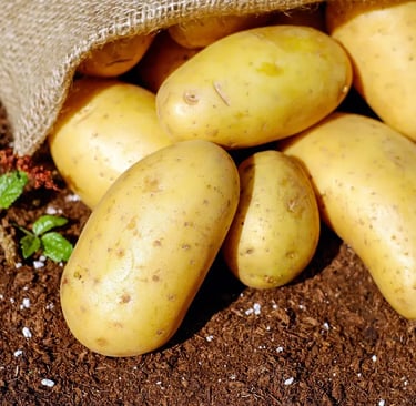Pommes de terre fraîchement récoltées, partiellement sorties d’un sac en toile de jute