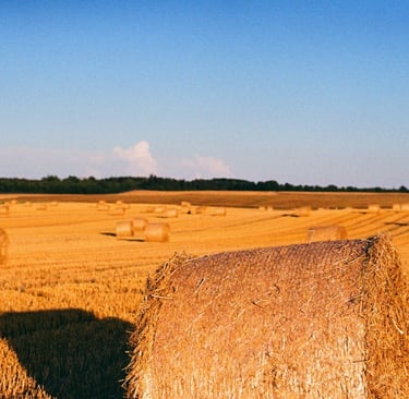Sunset at the field-analog photography
