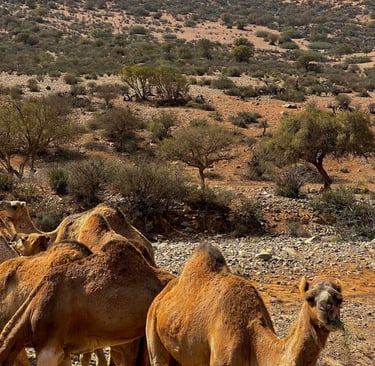 a herd of camels in the desert of Morocco surrounded by argan trees 