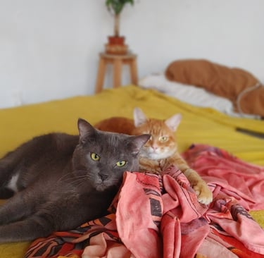 grey cat and orange cat lying peacefully on bed showing connection and trust