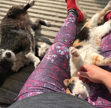 Sunni Dawson patting stray dog and cat on road in Mexico