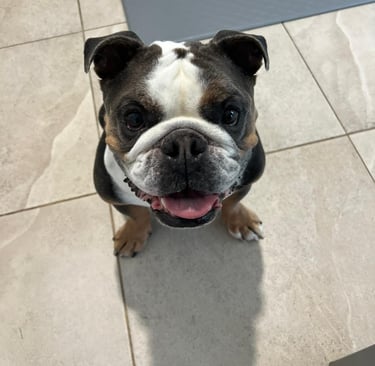 bulldog smiling after animal communication session with Sunni Dawson