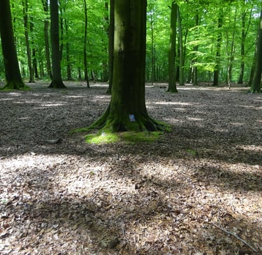 Forêt de hêtre vertes avec de la mousse sur un arbre et un livre placé.