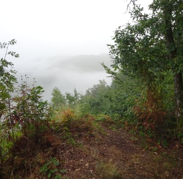 Paysage mystérieux naturel surplombant des forêts embrumées.