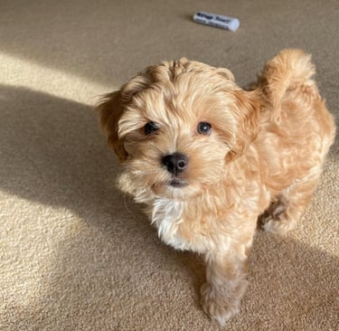 Maltipoo puppies for sale