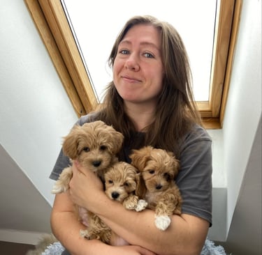 Maltipoo Puppies for Sale