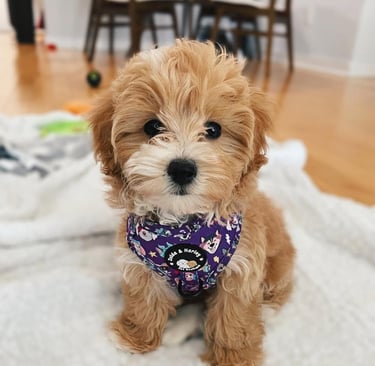 Maltipoo puppies for sale