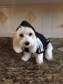 white maltipoo wearing a adidas sweatshirt