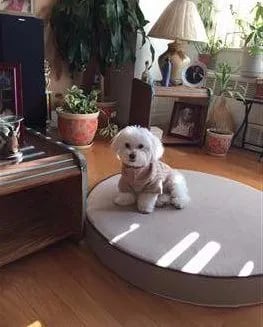 white maltipoo sitting on a sofa outside in the a t shirt