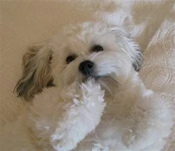 maltipoo-clean-coat