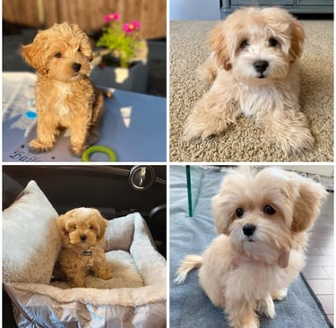 Maltipoo Puppies for Sale Near Me