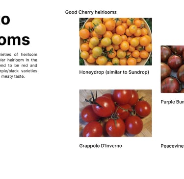 Heirloom cherry tomato varieties including Honeydrop yellow cherry, Purple Bumblebee striped tomato,