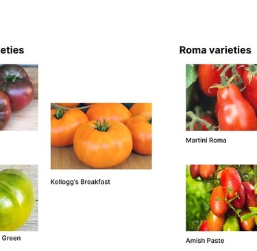 Heirloom beefsteak and Roma tomato varieties including Cherokee Purple, Kellogg's Breakfast orange t