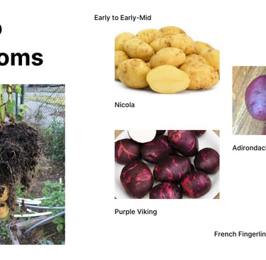Heirloom potato varieties including Nicola yellow potato, Purple Viking red-skinned potato, Adironda