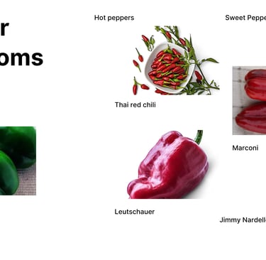 Heirloom pepper varieties including Thai Red Chili hot pepper, Leutschauer , Marconi
