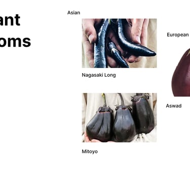 Heirloom eggplant varieties, nagasaki, mitoyo, aswad