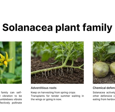 Slide 5 Solanaceae plant family characteristics showing buzz pollination flower structure, adventiti