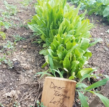 deer tongue type lettuce