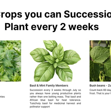 crops you can succession plant every 2 weeks