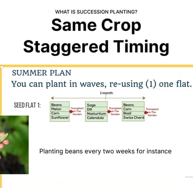 same crop staggered timing