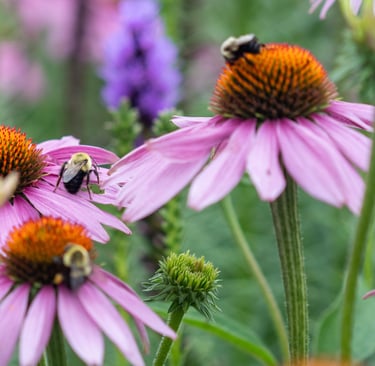 perennial pollinators