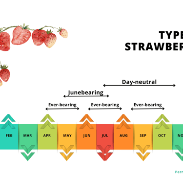 Choosing the Right Berries