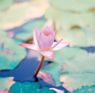 a pink flower in a pond, Does he love me or not?
