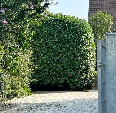 Perfekt gepflegter Busch/Hecke. Formschnitt